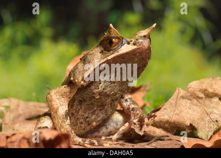 Malayan Horned Frog, grenouille cornue Asiatique, Asiatique, Javan Crapaud Grenouille cornue (Megophrys montana), sur des feuilles marron Banque D'Images