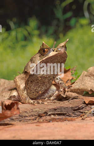 Malayan Horned Frog, grenouille cornue Asiatique, Asiatique, Javan Crapaud Grenouille cornue (Megophrys montana), sur une pierre Banque D'Images