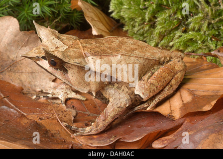Et vie Malayan Horned Frog, grenouille feuille de Malaisie (Megophrys nasuta), sur les feuilles d'automne Banque D'Images
