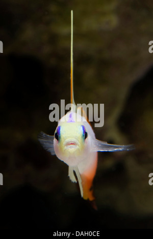 Dartfish incendie, incendie, gobie FireFish Orange (Nemateleotris magnifica), front view Banque D'Images