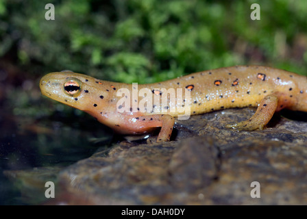 Eft, rouge-rouge, newt tacheté de télévirement, triton vert (Notophthalmus viridescens), sur une pierre Banque D'Images