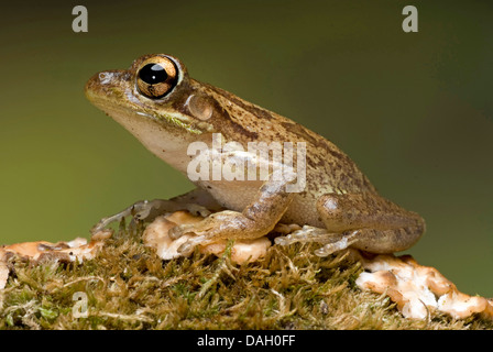 (Osteopilus septentrionalis Rainette cubaine, Hyla septentrionalis), sur l'écorce moussue Banque D'Images