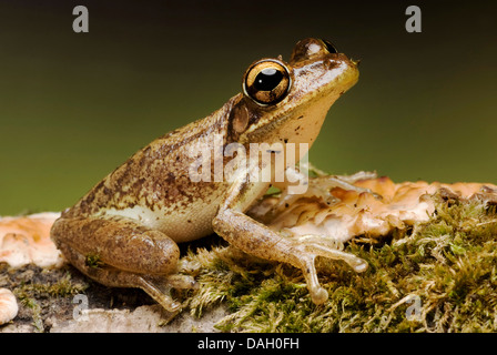 (Osteopilus septentrionalis Rainette cubaine, Hyla septentrionalis), sur l'écorce moussue Banque D'Images