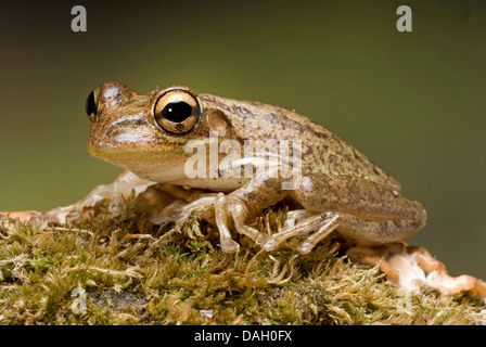 (Osteopilus septentrionalis Rainette cubaine, Hyla septentrionalis), sur l'écorce moussue Banque D'Images