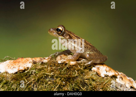 (Osteopilus septentrionalis Rainette cubaine, Hyla septentrionalis), sur l'écorce moussue Banque D'Images