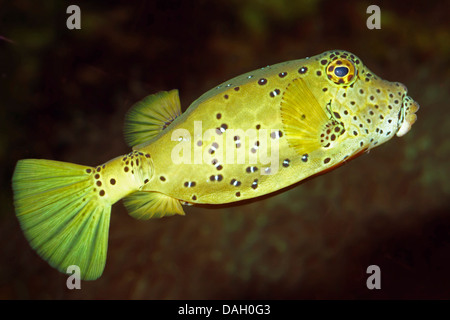 Blue-spotted boxfish, jaune à pois, boxfish boxfish (Ostracion cubicus, Ostracion tuberculatus), natation Banque D'Images