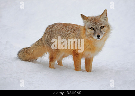 Corsac fox (Vulpes corsac), debout dans la neige Banque D'Images