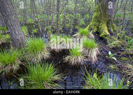 Touffes de carex, de touffes de carex, de tussock (Carex elata), de carex ash-aulne bois avec carex touffetée floraison au début du printemps, Belgique Banque D'Images