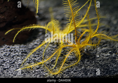 Bennett s feather star, Oxycomanthus bennetti Banque D'Images