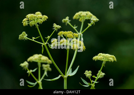 Jardin de la vessie, la livèche Levisticum officinale (semences), blooming Banque D'Images