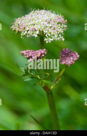 Feuilles de céleri livèche (le Ligusticum mutellina), la floraison, l'Allemagne, la Bavière Banque D'Images