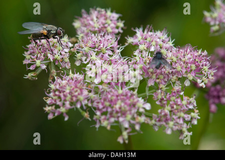 Feuilles de céleri livèche (le Ligusticum mutellina), la floraison, l'Allemagne, la Bavière Banque D'Images