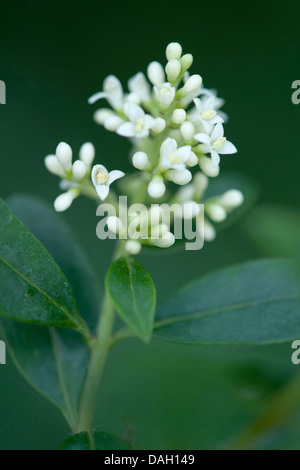 Troène commun, troène doré, troène, sauvages, prim'troène (Ligustrum vulgare), panicule, Allemagne Banque D'Images