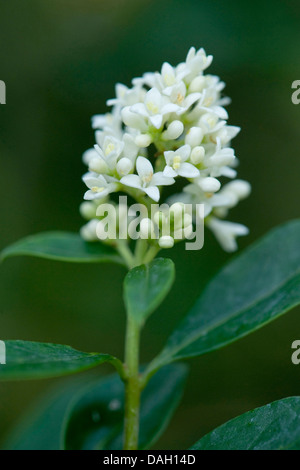 Troène commun, troène doré, troène, sauvages, prim'troène (Ligustrum vulgare), panicule, Allemagne Banque D'Images