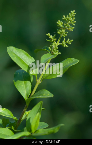 Troène commun, troène doré, troène, sauvages, prim'troène (Ligustrum vulgare), inflorescene en bouton, Allemagne Banque D'Images