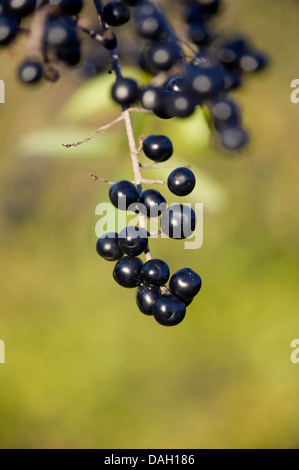 Troène commun, troène doré, troène, sauvages, prim'troène (Ligustrum vulgare), les fruits sur une branche, Allemagne Banque D'Images