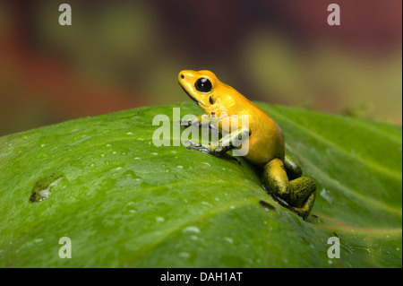 Black-Legged Phyllobates bicolor (grenouille Poison), sur une feuille Banque D'Images