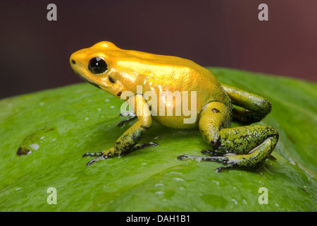 Black-Legged Phyllobates bicolor (grenouille Poison), sur une feuille Banque D'Images