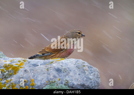 (Carduelis flavirostris twite), assis sur un rocher à neige, Suisse, Toggenburg, Chaeserrugg Banque D'Images