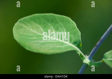 Chèvrefeuille italien, italien, woodbine perfoliate chèvrefeuille (Lonicera caprifolium), leaf Banque D'Images