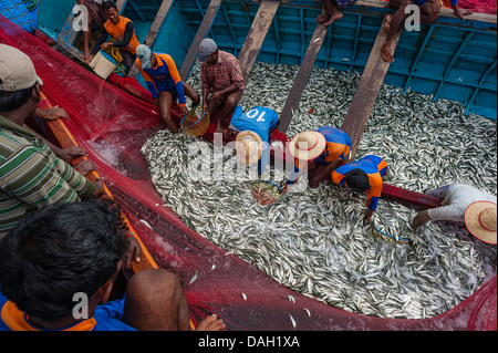 Dans un courrier aux pêcheurs de captures de sardines au large de la côte de Malabar près de Kannur, Kerala, Inde. Banque D'Images