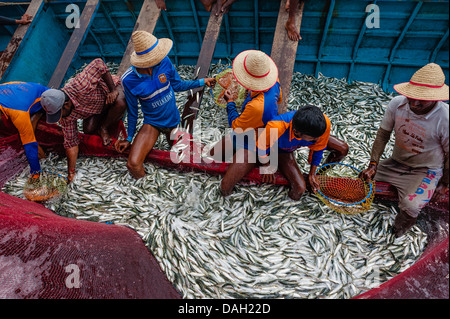 Dans un courrier aux pêcheurs de captures de sardines au large de la côte de Malabar près de Kannur, Kerala, Inde. Banque D'Images