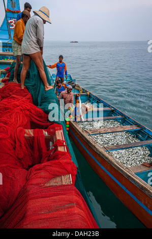 Dans un courrier aux pêcheurs de captures de sardines au large de la côte de Malabar près de Kannur, Kerala, Inde. Banque D'Images