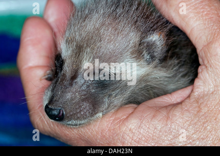 Politique raton laveur (Procyon lotor), orpaned jeune animal d'élevage est par human, Allemagne Banque D'Images