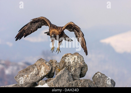 L'aigle royal (Aquila chrysaetos), à partir d'un rocher, Bulgarie, Sredna Gora, Sliven Banque D'Images