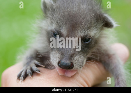 Politique raton laveur (Procyon lotor), des jeunes animaux orphelins dans la main d'un être humain, Allemagne Banque D'Images