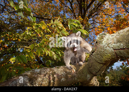 Politique raton laveur (Procyon lotor), un homme de six mois d'escalade sur un arbre, Allemagne Banque D'Images