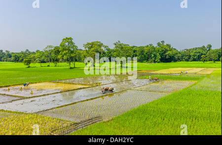 Labourer les rizières des agriculteurs avec des boeufs et charrue traditionnelle que les femmes à planter de jeunes plants de riz sur l'île de Majuli, dans l'Assam, en Inde. Banque D'Images