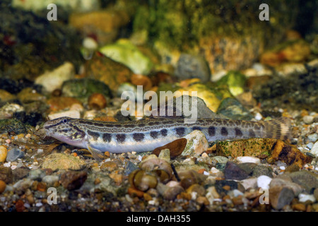 Épines loach, repéré weatherfish (Cobitis taenia), juvénile à l'eau d'un sol de gravier Banque D'Images