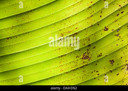 Banane (Musa paradisiaca commun var. sapientum), feuille de bananier avec des taches Banque D'Images