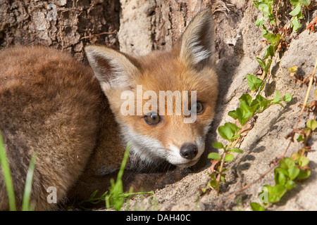 Le renard roux (Vulpes vulpes), mettent bas sur sol sableux Sol, Allemagne Banque D'Images