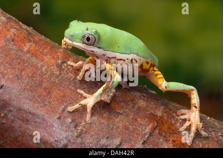 Grenouille à pattes orange leaf Phyllomedusa hypochondrialis (), sur une branche Banque D'Images