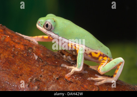 Grenouille à pattes orange leaf Phyllomedusa hypochondrialis (), sur une branche Banque D'Images