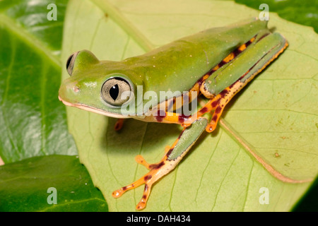 Prescription, Tiger-striped leaf frog (Phyllomedusa tomopterna), sur une feuille Banque D'Images