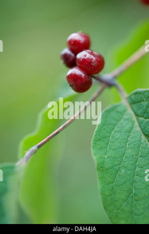 Chèvrefeuille (Lonicera fly européenne xylosteum), fruits d'une branche, Allemagne Banque D'Images