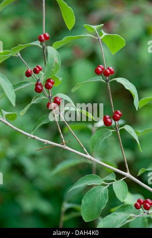 Chèvrefeuille (Lonicera fly européenne xylosteum), branche avec fruits, Allemagne Banque D'Images