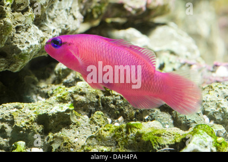 Dottyback Pseudochromis fridmani (orchidée), natation Banque D'Images