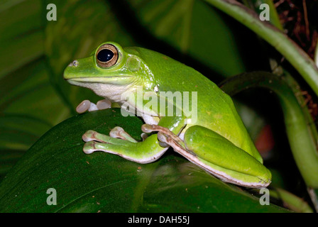 Blanford's frog à fouetter, Asiatique, Asiatique rainette de vol à voile de la grenouille rainette, Chinois, Chinois (Rhacophorus dennysi grenouille de vol), sur une feuille Banque D'Images