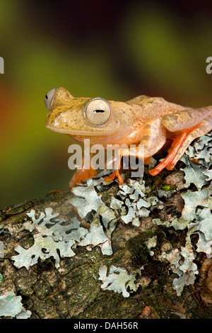 Gliding tree frog (Rhacophorus pardalis), sur la branche avec les lichens Banque D'Images