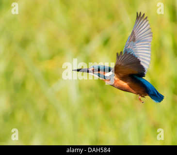 Kingfisher (Alcedo commun mâle atthis) en vol Banque D'Images