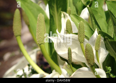 Chou blanc, blanc énorme spathe (Lysichiton camtschatcensis), les inflorescences et les jeunes infructescences Banque D'Images