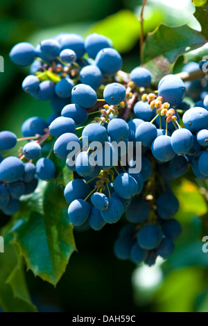 Oregongrape à feuilles de houx, de l'oregon, raisin-oregongrape oregongrape brillant, de hauteur, de raisin de montagne (Mahonia aquifolium), la fructification, Allemagne Banque D'Images