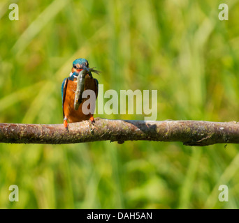 Kingfisher (Alcedo commun mâle atthis) perché avec de gros poissons Banque D'Images