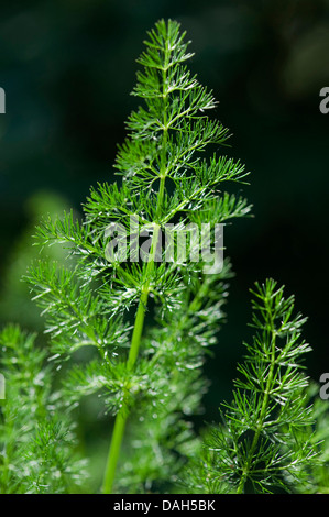 Spignel (Meum athamanticum), feuille, Allemagne Banque D'Images