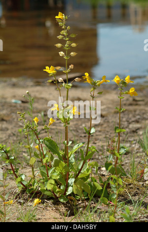 Yellow monkeyflower (Mimulus guttatus), blooming, Allemagne Banque D'Images