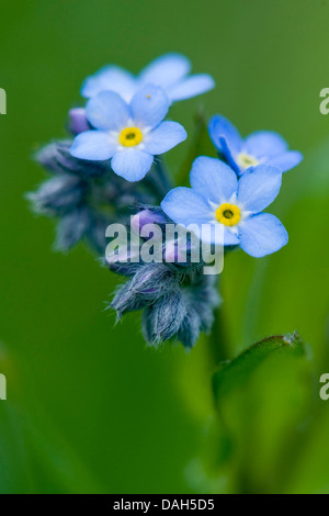 Alpine forget-me-not (Myosotis alpestris), blooming, Suisse Banque D'Images